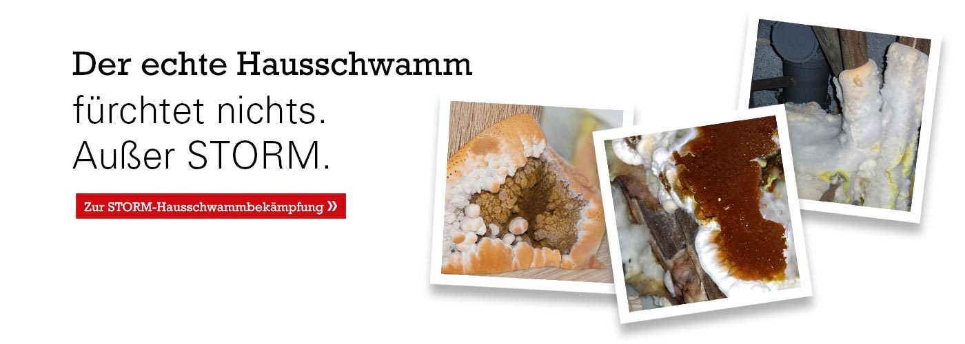 Der echte Hausschwamm fürchtet nichts. Außer STORM.