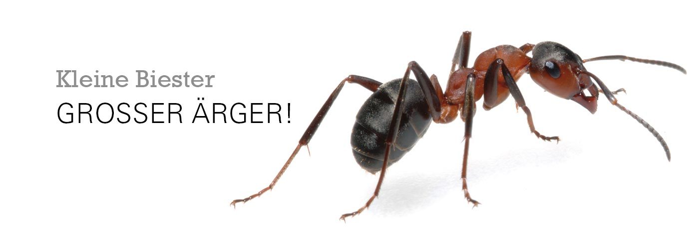 Ameisenabwehr