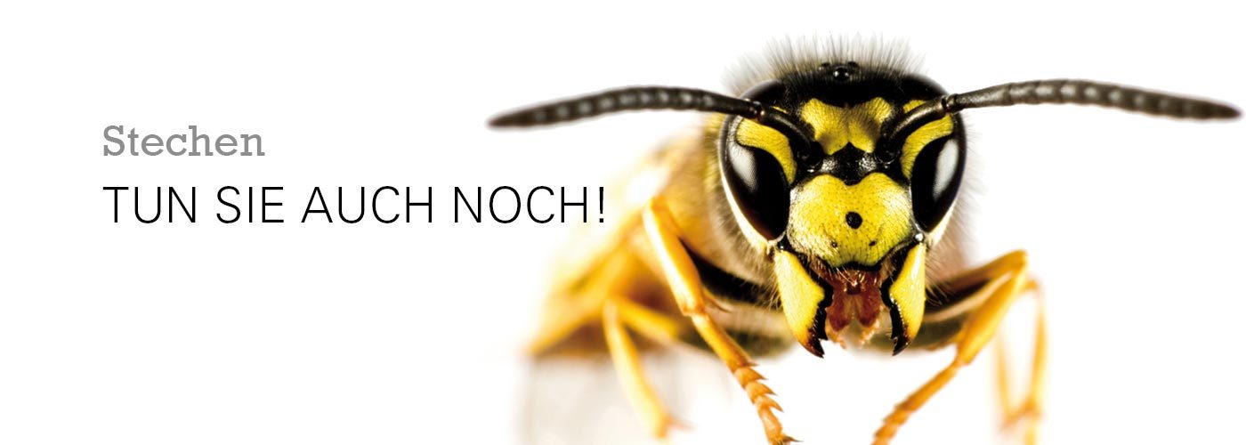 Wespennest entfernen