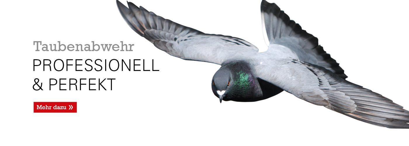 Professionelle Taubenabwehr im Raum Frankfurt